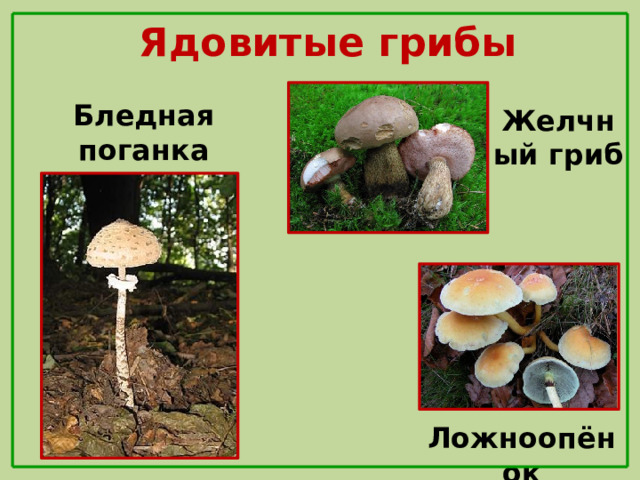 Ядовитые грибы Бледная поганка Желчный гриб Ложноопёнок