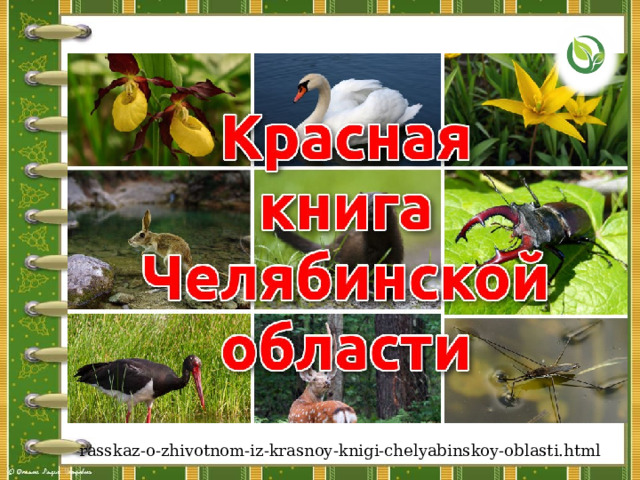 rasskaz-o-zhivotnom-iz-krasnoy-knigi-chelyabinskoy-oblasti.html