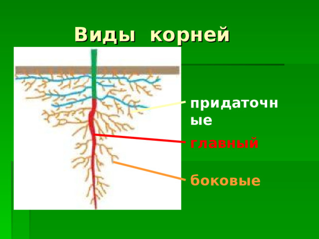 Виды корней придаточные главный Все корни растения образуют его корневую систему. В корневых системах растений выделяют три типа корней:  главный – развивающийся из зародышевого корешка;  боковые – отходящие от главного корня;  придаточные – образующиеся на нижней части стебля. боковые 13