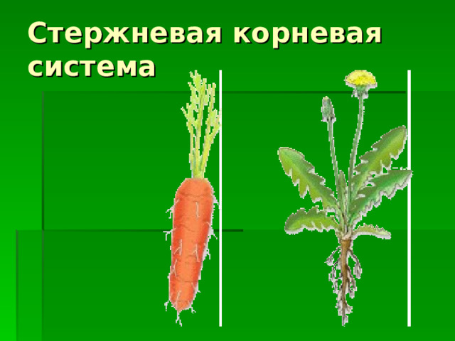 Стержневая корневая система Стержневая корневая система – это корневая система, в которой хорошо заметен главный корень. Стержневую корневую систему имеет большинство двудольных растений: морковь, одуванчик.