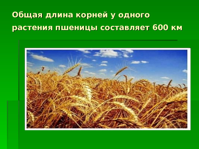 Общая длина корней у одного растения пшеницы составляет 600 км