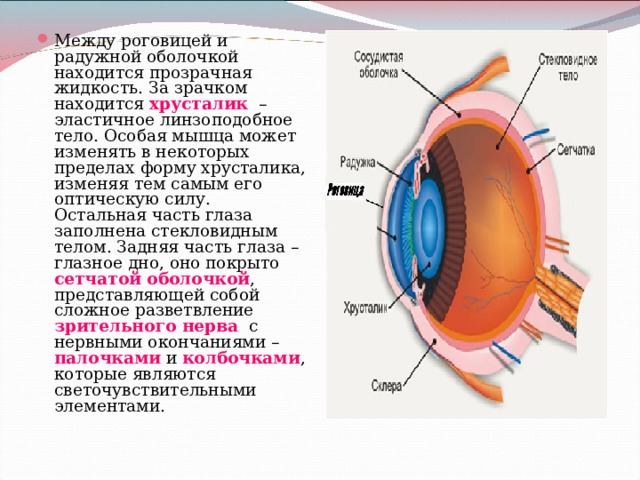 Между роговицей и радужной оболочкой находится прозрачная жидкость. За зрачком находится хрусталик – эластичное линзоподобное тело. Особая мышца может изменять в некоторых пределах форму хрусталика, изменяя тем самым его оптическую силу. Остальная часть глаза заполнена стекловидным телом. Задняя часть глаза – глазное дно, оно покрыто сетчатой оболочкой , представляющей собой сложное разветвление зрительного нерва с нервными окончаниями – палочками и колбочками , которые являются светочувствительными элементами.
