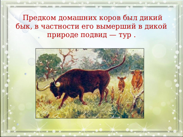 Предком домашних коров был дикий бык, в частности его вымерший в дикой природе подвид — тур .
