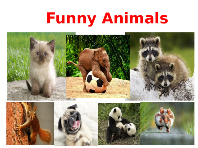 Funny Animals