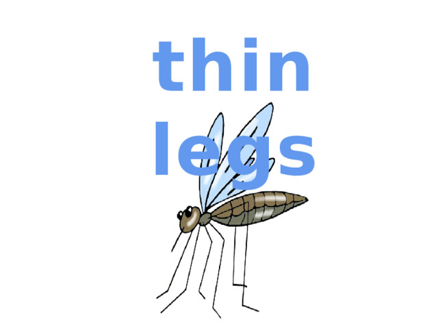 thin legs