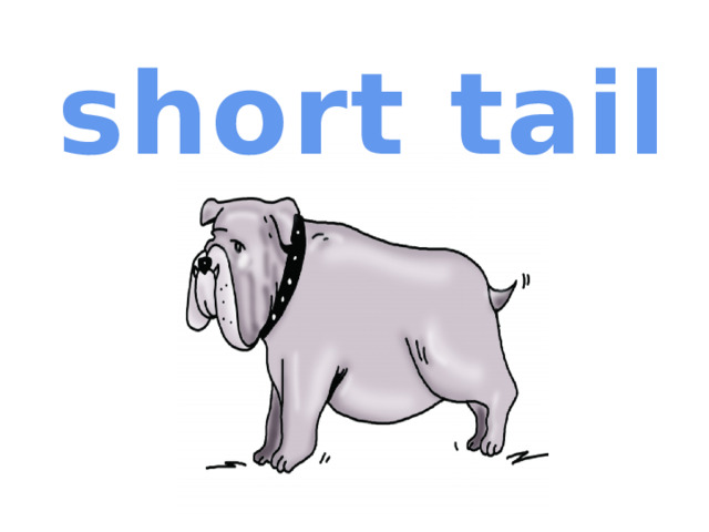 short tail