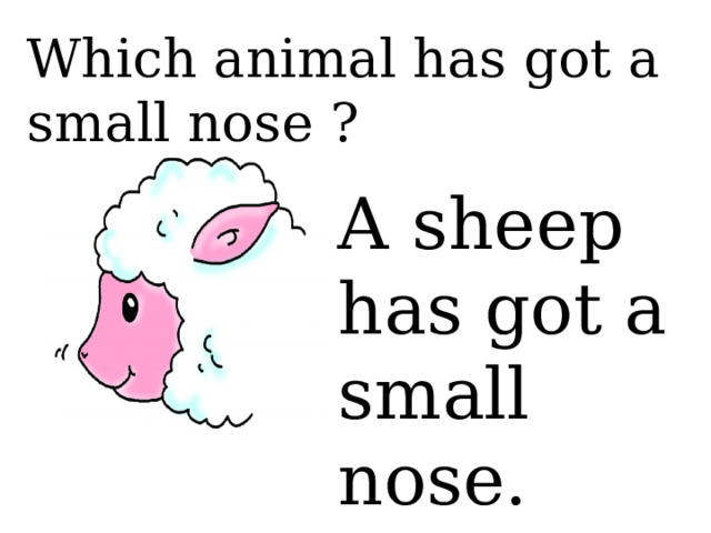 Which animal has got a small nose ? A sheep has got a small nose.