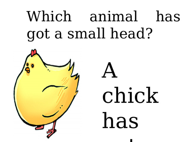 Which animal has got a small head? A chick has got …