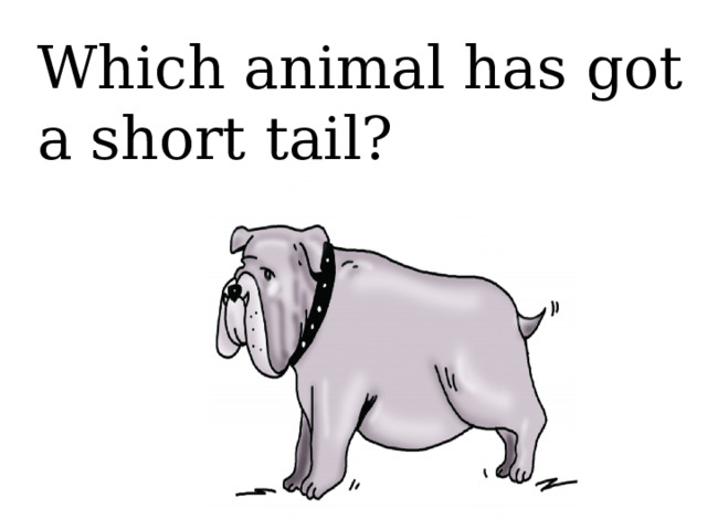 Which animal has got a short tail?