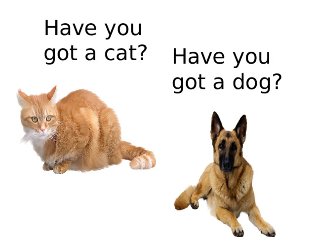 Have you got a cat? Have you got a dog?