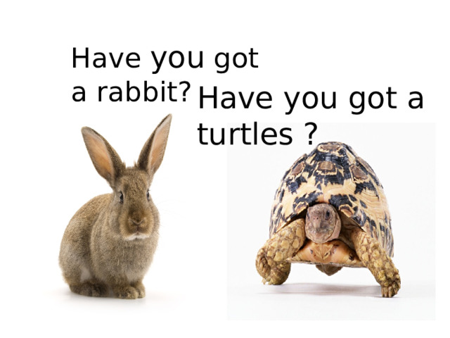 Have you got a rabbit? Have you got a turtles ?