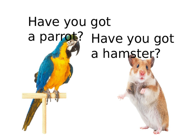 Have you got a parrot? Have you got a hamster?