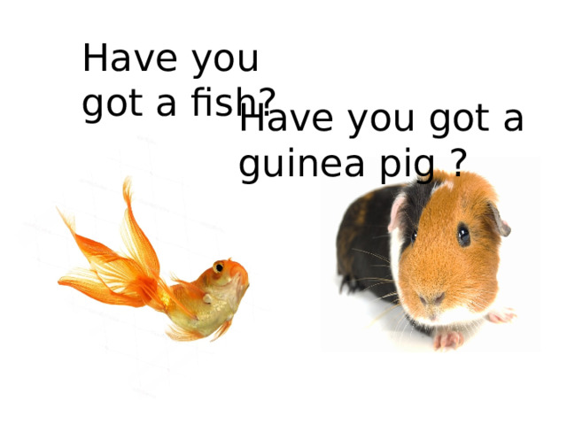 Have you got a fish? Have you got a guinea pig ?