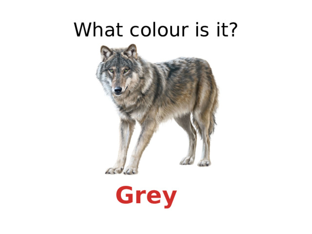 What colour is it? Grey