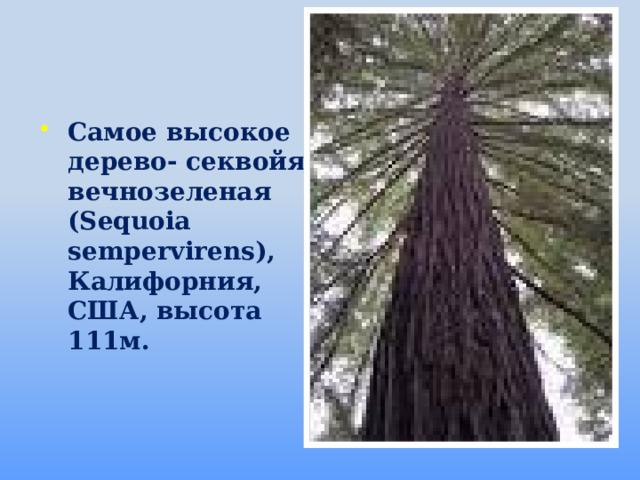 Самое высокое дерево- секвойя вечнозеленая (Sequoia sempervirens), Калифорния, США, высота 111м.
