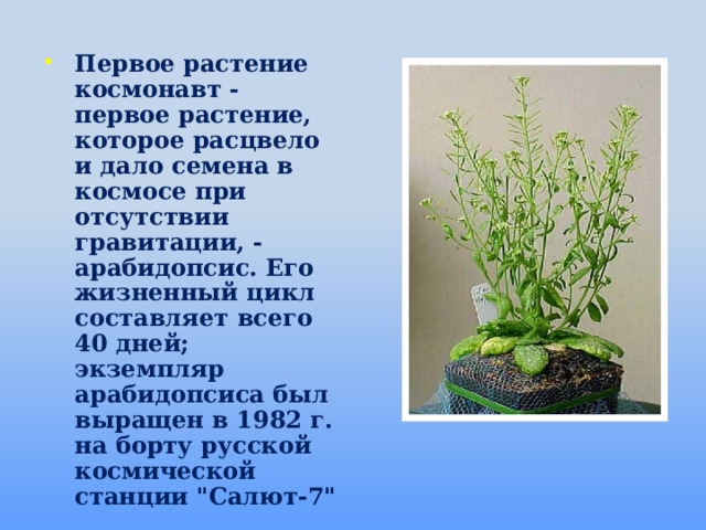 Первое растение космонавт - первое растение, которое расцвело и дало семена в космосе при отсутствии гравитации, - арабидопсис. Его жизненный цикл составляет всего 40 дней; экземпляр арабидопсиса был выращен в 1982 г. на борту русской космической станции 