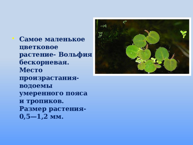 Самое маленькое цветковое растение- Вольфия бескорневая. Место произрастания- водоемы умеренного пояса и тропиков. Размер растения- 0,5—1,2 мм.