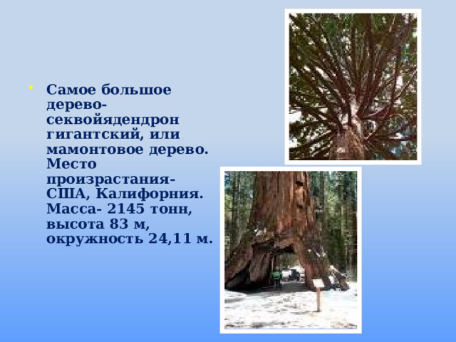 Самое большое дерево- секвойядендрон гигантский, или мамонтовое дерево. Место произрастания- США, Калифорния. Масса- 2145 тонн, высота 83 м, окружность 24,11 м.