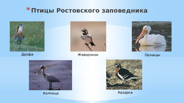 Птицы Ростовского заповедника