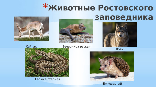 Животные Ростовского заповедника