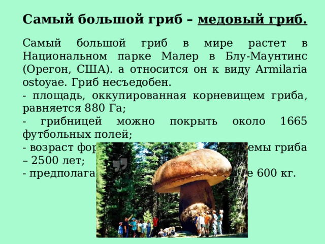 Самый большой гриб – медовый гриб. Самый большой гриб в мире растет в Национальном парке Малер в Блу-Маунтинс (Орегон, США). а относится он к виду Armilaria ostoyae. Гриб несъедобен. - площадь, оккупированная корневищем гриба, равняется 880 Га; - грибницей можно покрыть около 1665 футбольных полей; - возраст формирования корневой системы гриба – 2500 лет; - предполагаемый вес грибницы – более 600 кг.