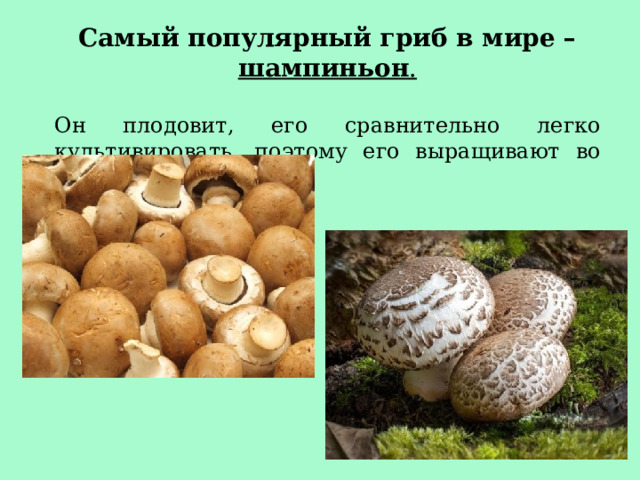 Самый популярный гриб в мире – шампиньон .  Он плодовит, его сравнительно легко культивировать, поэтому его выращивают во многих странах мира.