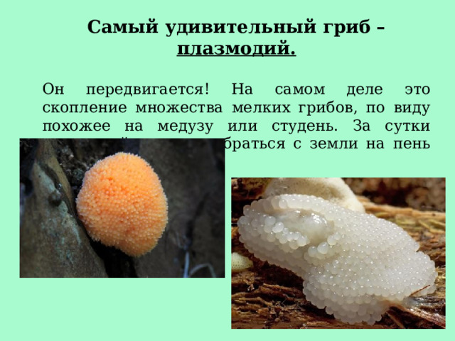 Самый удивительный гриб – плазмодий. Он передвигается! На самом деле это скопление множества мелких грибов, по виду похожее на медузу или студень. За сутки плазмодий может взобраться с земли на пень или ветку.