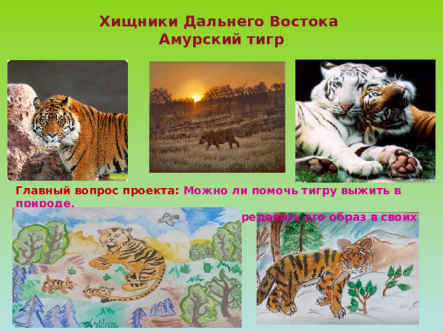 Хищники Дальнего Востока  Амурский тигр   Главный вопрос проекта: Можно ли помочь тигру выжить в природе,  если передавать его образ в своих рисунках!