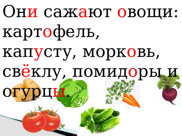 Он и саж а ют о вощи: карт о фель, кап у сту, морк о вь, св ё клу, помид о ры и огурц ы .