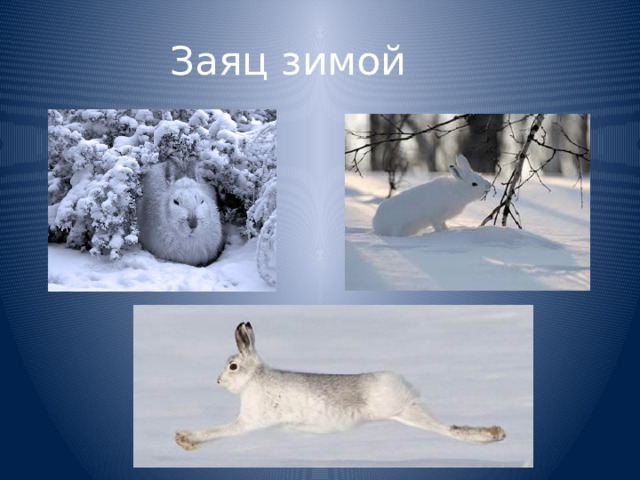 Заяц зимой