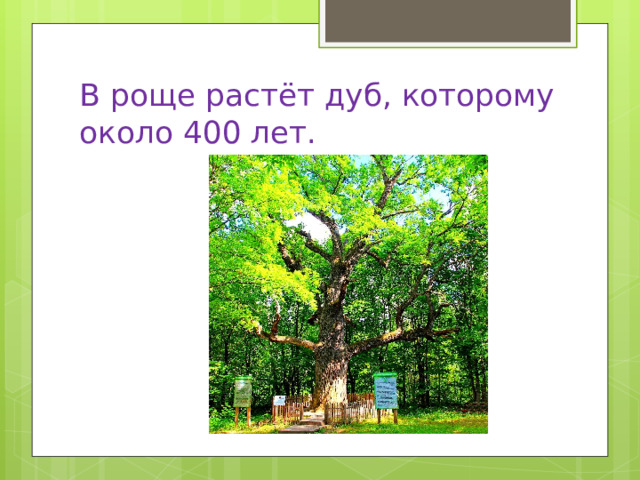 В роще растёт дуб, которому около 400 лет.