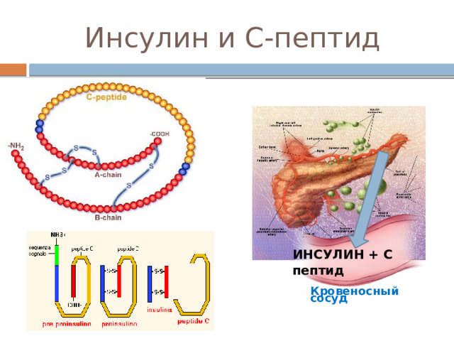 Инсулин и С-пептид ИНСУЛИН + С пептид Кровеносный сосуд