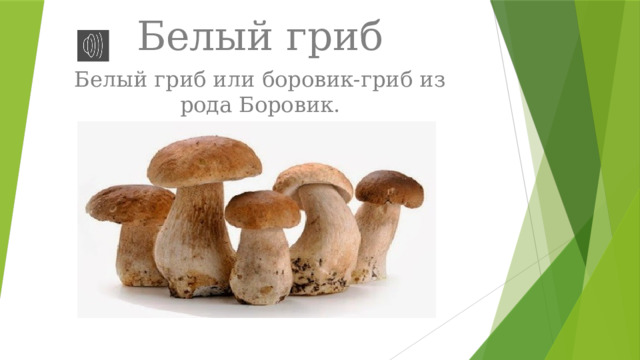 Белый гриб Белый гриб или боровик-гриб из рода Боровик.