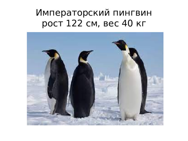 Императорский пингвин  рост 122 см, вес 40 кг