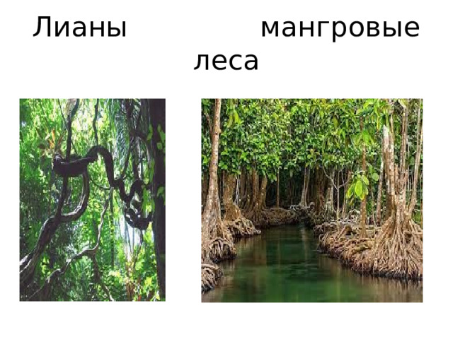 Лианы мангровые леса