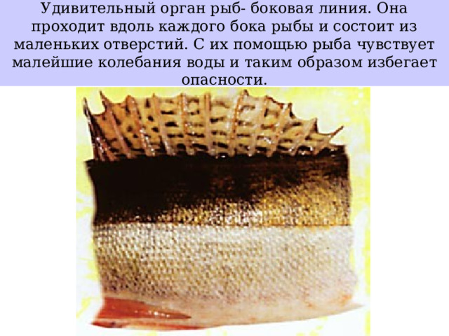 Удивительный орган рыб- боковая линия. Она проходит вдоль каждого бока рыбы и состоит из маленьких отверстий. С их помощью рыба чувствует малейшие колебания воды и таким образом избегает опасности.