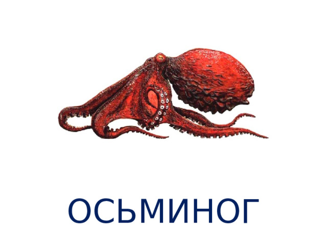 ОСЬМИНОГ