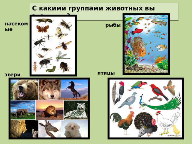 С какими группами животных вы знакомы ? насекомые рыбы птицы звери