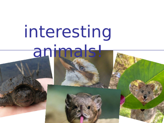 interesting animals!