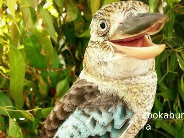 Help. kookaburra