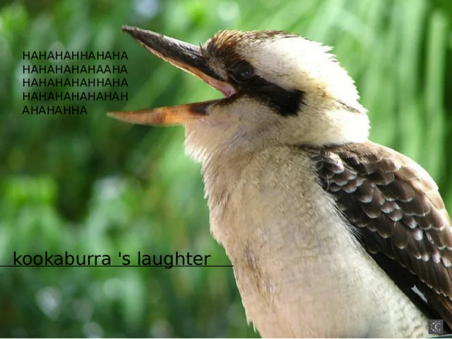 HAHAHAHHAHAHAHAHAHAHAHAAHAHAHAHAHAHHAHAHAHAHAHAHAHAHAHAHAHHA kookaburra 's laughter