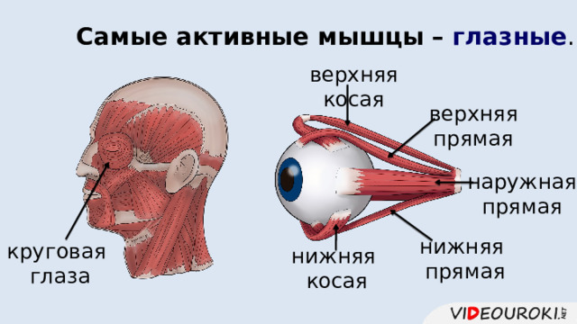 Самые активные мышцы –  глазные . верхняя косая верхняя прямая наружная прямая нижняя прямая круговая глаза нижняя косая