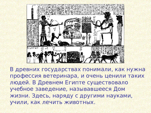 В древних государствах понимали, как нужна профессия ветеринара, и очень ценили таких людей. В Древнем Египте существовало учебное заведение, называвшееся Дом жизни. Здесь, наряду с другими науками, учили, как лечить животных.