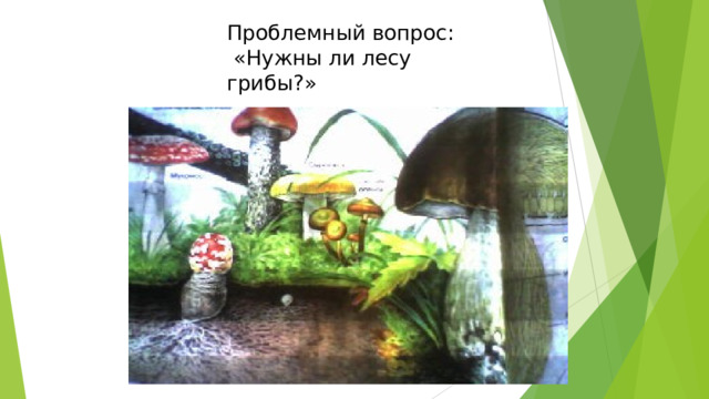 Проблемный вопрос:  «Нужны ли лесу грибы?»