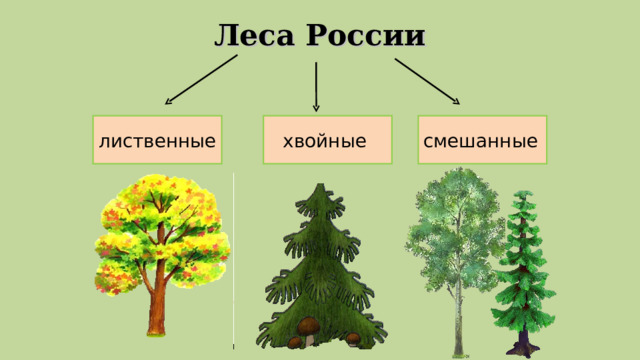 Леса России смешанные  хвойные лиственные