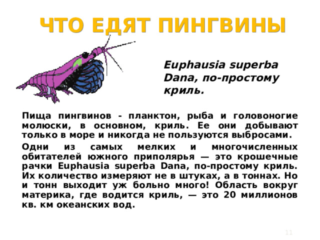 ЧТО ЕДЯТ ПИНГВИНЫ Euphausia superba Dana, по-простому криль. Пища пингвинов - планктон, рыба и головоногие м о люски , в основном, криль . Ее они добывают только в море и никогда не пользуются выбросами. Одни из самых мелких и многочисленных обитателей южного приполярья — это крошечные рачки Euphausia superba Dana, по-простому криль. Их количество измеряют не в штуках, а в тоннах. Но и тонн выходит уж больно много! Область вокруг материка, где водится криль, — это 20 миллионов кв. км океанских вод.