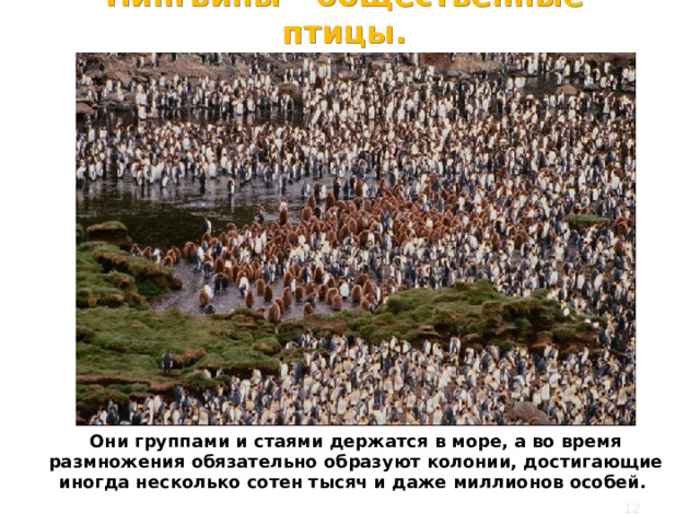 Пингвины - общ ественные птицы. Они группами и стаями держатся в море, а во время размножения обязательно образуют колонии, достигающие иногда несколько сотен тысяч и даже миллионов особей.