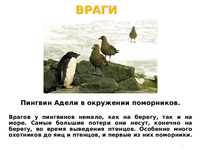 ВРАГИ Пингвин Адели в окружении поморников.  Врагов у пингвинов немало, как на берегу, так и на море. Самые большие потери они несут, конечно на берегу, во время выведения птенцов. Особенно много охотников до яиц и птенцов, и первые из них поморники.