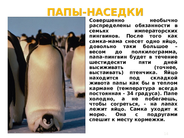 ПАПЫ-НАСЕДКИ Совершенно необычно распределены обязанности в семьях императорских пингвинов. После того как самка-мама снесет одно яйцо, довольно таки большое – весом до полкилограмма, папа-пингвин будет в течение шестидесяти пяти дней высиживать (точнее, выстаивать) птенчика. Яйцо находится под складкой живота папы как бы в теплом кармане (температура всегда постоянная - 34 градуса). Папе холодно, а не побегаешь, чтобы согреться, - на лапах лежит яйцо. Самка уходит к морю. Она с подругами спешит к месту кормежки.