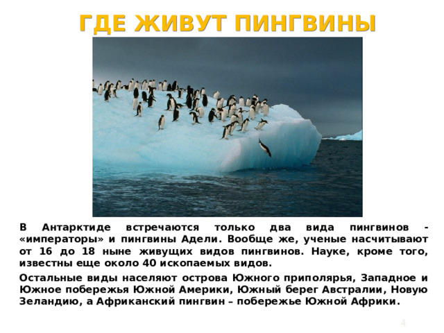 ГДЕ ЖИВУТ ПИНГВИНЫ В Антарктиде встречаются только два вида пингвинов - «императоры» и пингвины Адели.  Вообще же, ученые насчитывают от 16 до 18 ныне живущих видов пингвинов. Науке, кроме того, известны еще около 40 ископаемых видов. Остальные виды населяют острова Южного приполярья, Западное и Южное побережья Южной Америки, Южный берег Австралии, Новую Зеландию, а Африканский пингвин – побережье Южной Африки.